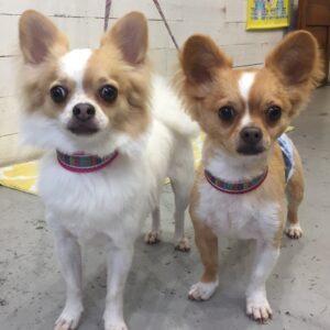 仕上がりチワワ