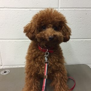 よろしくトイプー