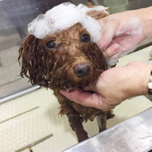 シャンプートイプー