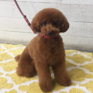 仕上がりトイプー