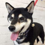 吉助ちゃんアイキャッチ