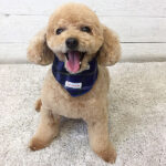 マルちゃんアイキャッチ