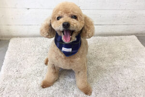 マルちゃんアイキャッチ