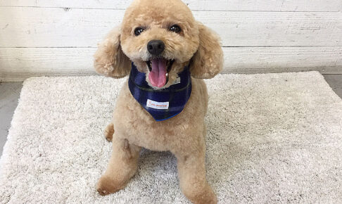 マルちゃんアイキャッチ