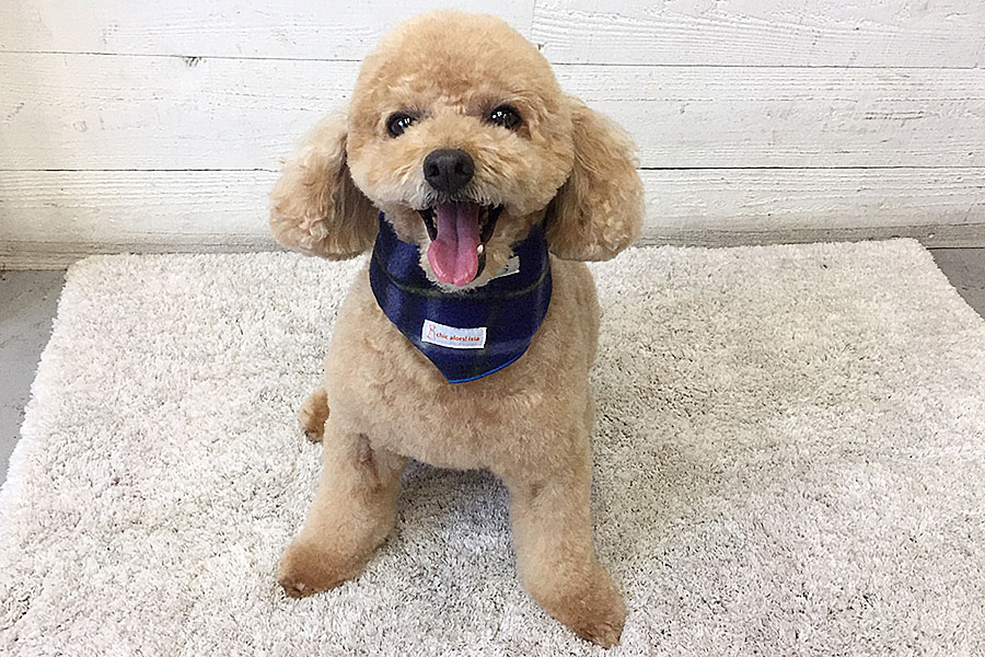 マルちゃんアイキャッチ