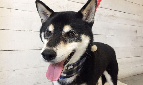 吉助ちゃんアイキャッチ