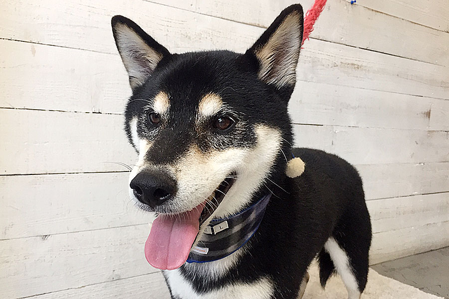 吉助ちゃんアイキャッチ