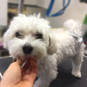 よろしくミックス