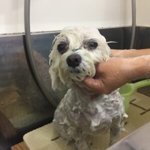 シャンプーマルチーズ