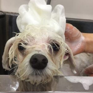 シャンプーミックス