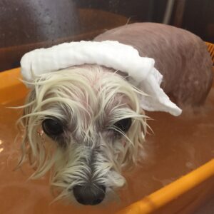 お風呂マルチーズ