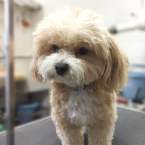 よろしくミックス