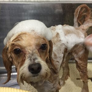 シャンプーミックス