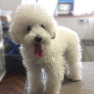 よろしくトイプー