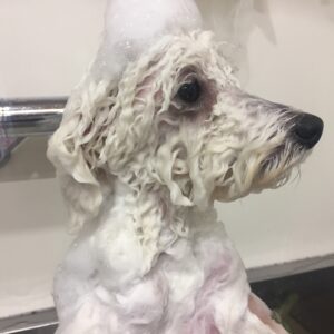 シャンプートイプー