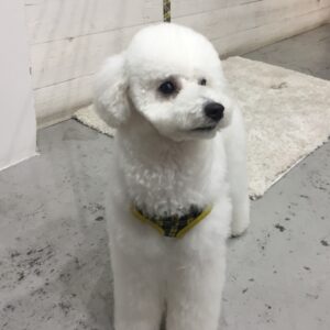 仕上がりトイプー