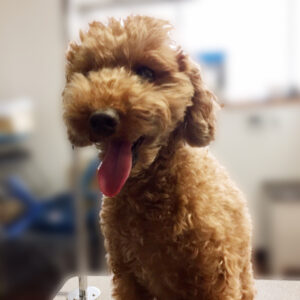 よろしくトイプー