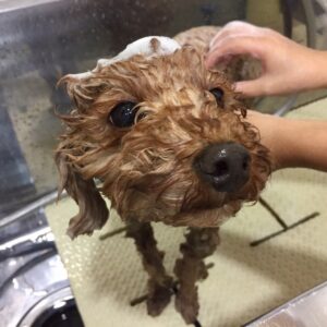 シャンプートイプー