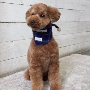 仕上がりトイプー