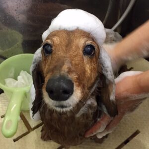 シャンプーダックス