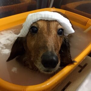 お風呂ダックス