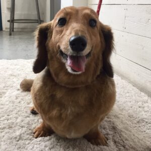 仕上がりダックス