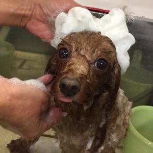 シャンプートイプー