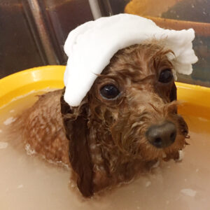 お風呂トイプー