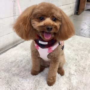 仕上がりトイプー