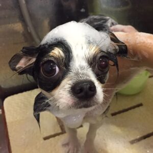 シャンプーチワワ
