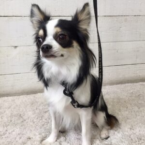 仕上がりチワワ