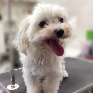 よろしくマルチーズ