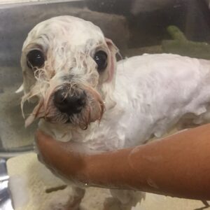 シャンプーマルチーズ