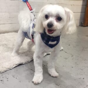 仕上がりマルチーズ