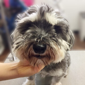 よろしくMシュナ