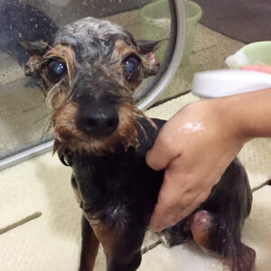 シャンプーミックス