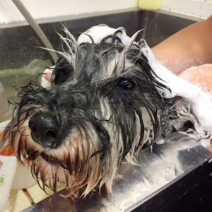 シャンプーMシュナ