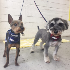 仕上がりミックス&Mシュナ