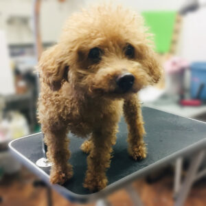 よろしくトイプー