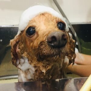 シャンプートイプー