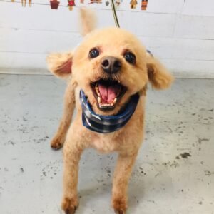 仕上がりトイプー