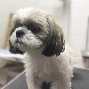 よろしくシーズー