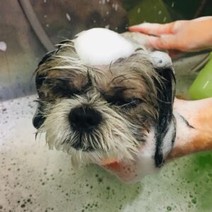 シャンプーシーズー