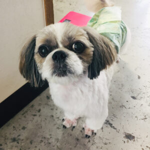 仕上がりシーズー