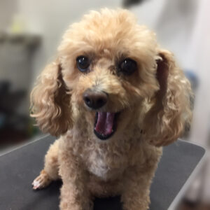 よろしくトイプー