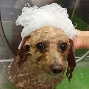 シャンプートイプー