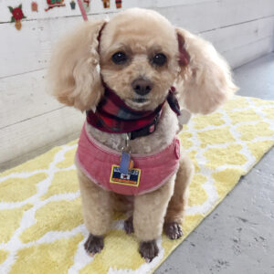 仕上がりトイプー