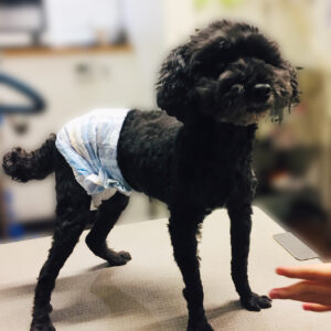 よろしくトイプー