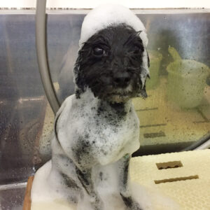 シャンプートイプー