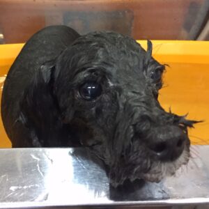 お風呂トイプー